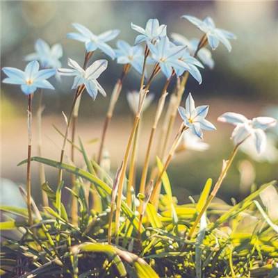 淘气曼迪的小保姆